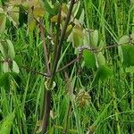 Thalictrum aquilegiifolium 樹皮