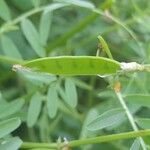 Vicia monantha برگ