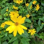 Helianthus divaricatus Цветок