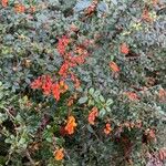 Berberis darwinii Листок