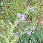 Cynoglossum creticumFlor