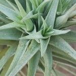 Tillandsia aeranthos Листок