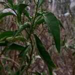 Solanum bonariense Virág