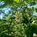 Robinia pseudoacaciaKvět