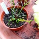 Drosera binata Levél