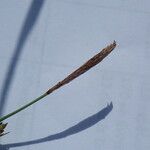 Carex panicea 花