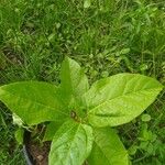 Passiflora edulis Owoc