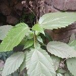 Ficus sur Blad