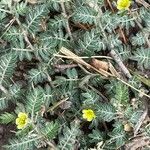 Tribulus terrestrisफूल