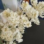 Poranopsis paniculata Floare