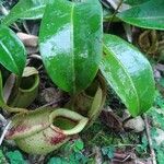 Nepenthes ampullaria Other