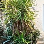 Yucca gigantea Blatt