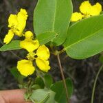 Stigmaphyllon ellipticum Flower