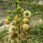 Leucaena leucocephalaFlower