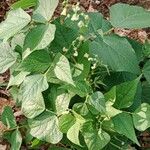 Phaseolus vulgaris 整株植物