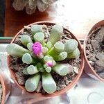 Frithia pulchra 葉