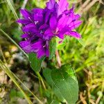 Campanula glomerataКвітка