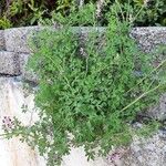 Fumaria muralis Vekstform