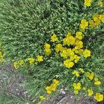 Zinnia grandiflora Habitat