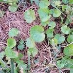 Dichondra carolinensis Feuille