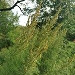 Artemisia biennis Leaf