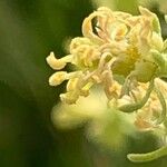 Reseda lutea Flower