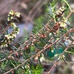 Erica scoparia Fruto