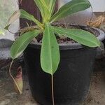 Nepenthes alata Flor