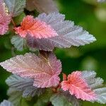 Physocarpus opulifolius अन्य