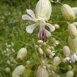 Silene vulgaris Flower