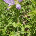 Campanula lingulata Flower