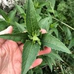 Heliopsis helianthoidesFolha