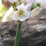 Allium roseumBloem