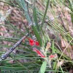 Adenanthos barbigerus Habit