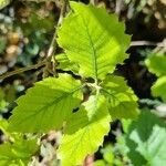 Quercus faginea Liść