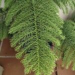 Araucaria nemorosa Hoja