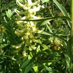 Astragalus canadensis Blomst