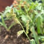 Echinochloa crus-galli Flower