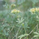 Potentilla valderia Habit