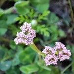 Valeriana coronata 花