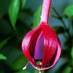 Fuchsia magellanica फूल