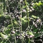 Thalictrum delavayi Кветка