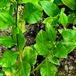 Talinum paniculatum Leaf