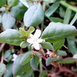 Trianthema portulacastrum Flor