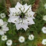 Nigella damascena Blomst
