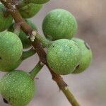 Ficus sur Fruto