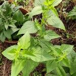 Agastache foeniculum 葉