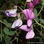 Lathyrus vestitus Flower