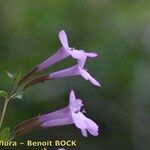 Micromeria marginata Flor