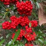 Pyracantha koidzumii Frucht